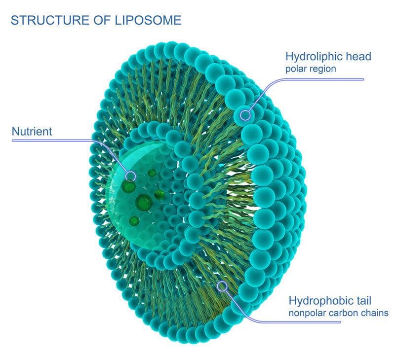 Liposome structure — phospholipid spheres that carry actives past the skin barrier