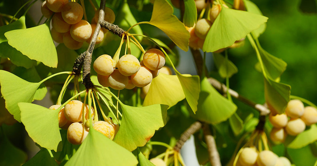 How Does Ginkgo Biloba Support Overall Health?