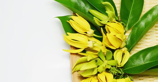 Ylang Ylang Oil and its Benefits for Skincare